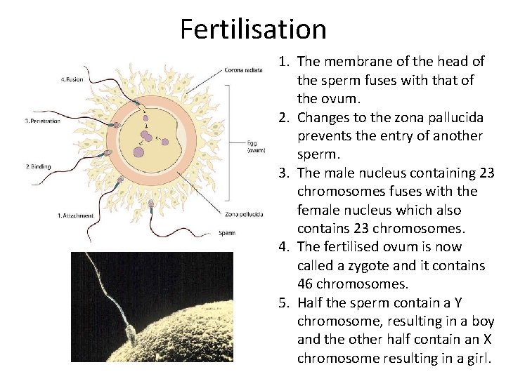Fertilisation 1. The membrane of the head of the sperm fuses with that of
