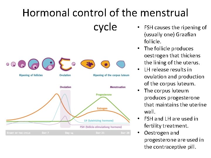 Hormonal control of the menstrual • FSH causes the ripening of cycle (usually one)