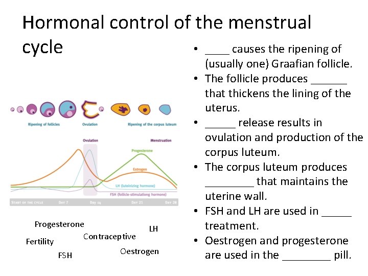 Hormonal control of the menstrual • ____ causes the ripening of cycle • •