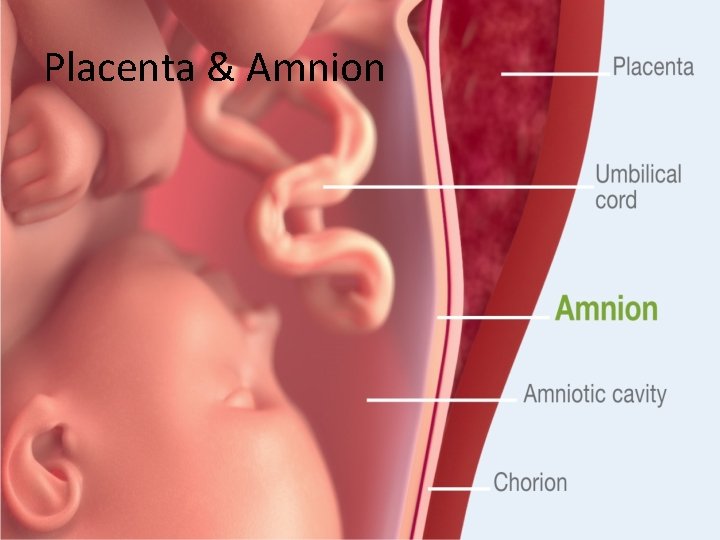 Placenta & Amnion 