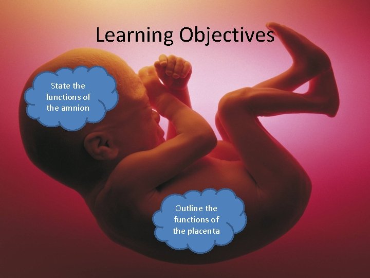 Learning Objectives State the functions of the amnion Outline the functions of the placenta