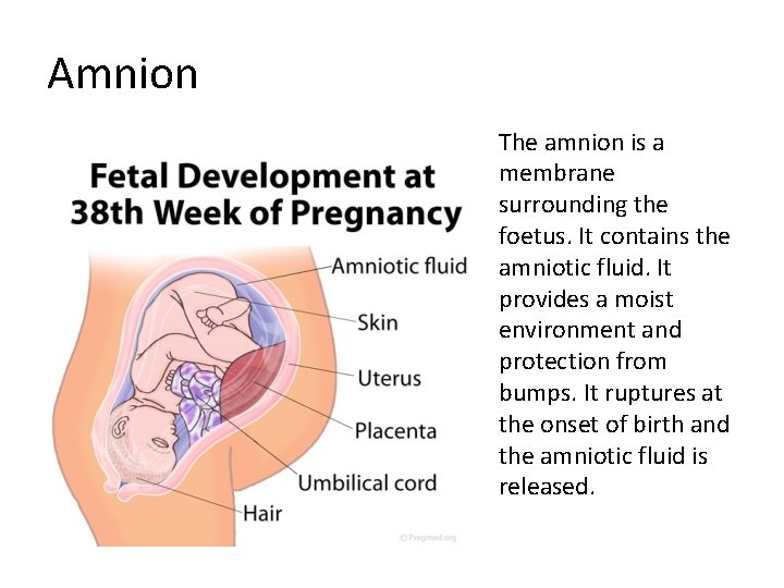 Amnion The amnion is a membrane surrounding the foetus. It contains the amniotic fluid.