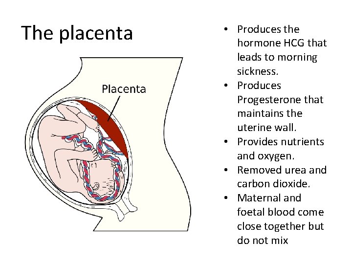 The placenta • Produces the hormone HCG that leads to morning sickness. • Produces