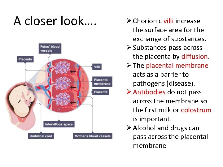 A closer look…. Ø Chorionic villi increase the surface area for the exchange of