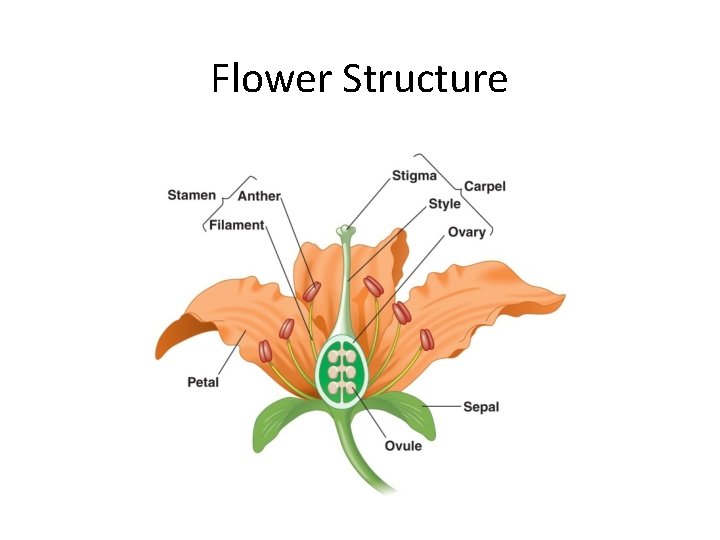 Flower Structure 