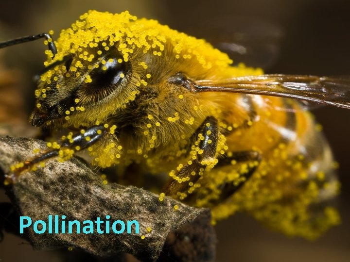 Pollination 