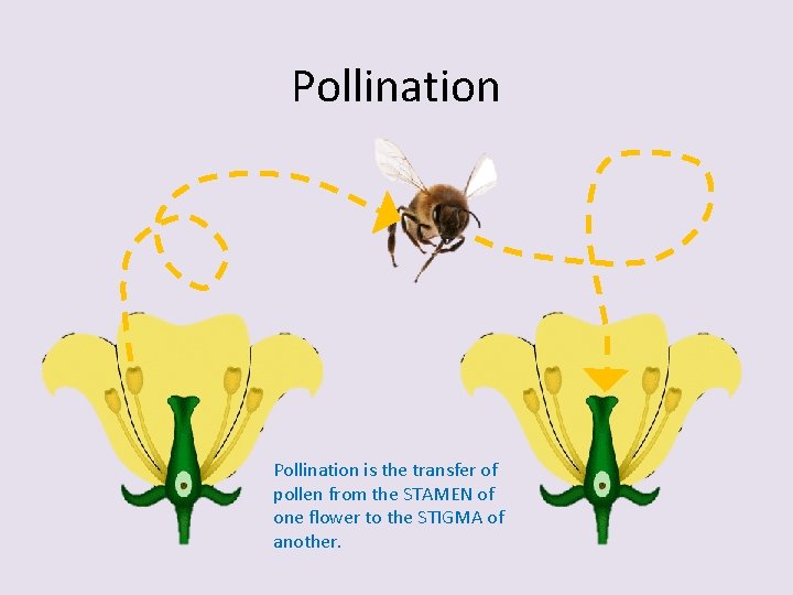 Pollination is the transfer of pollen from the STAMEN of one flower to the
