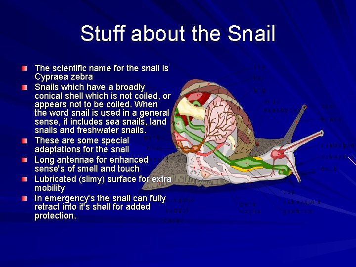 Stuff about the Snail The scientific name for the snail is Cypraea zebra Snails