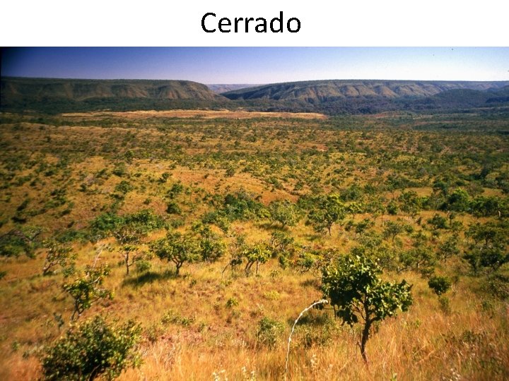 Cerrado 