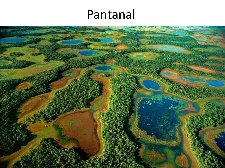 Pantanal 