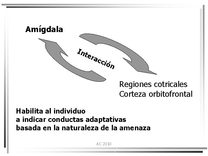 Amígdala Int era cci ó n Regiones cotricales Corteza orbitofrontal Habilita al individuo a