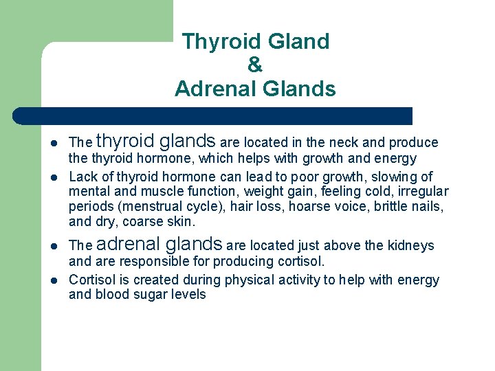 Thyroid Gland & Adrenal Glands l l The thyroid glands are located in the