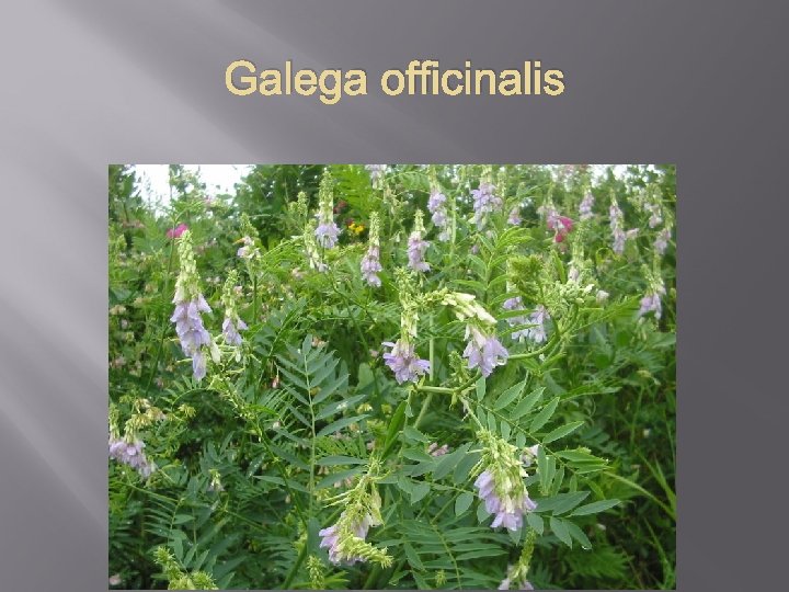 Galega officinalis 