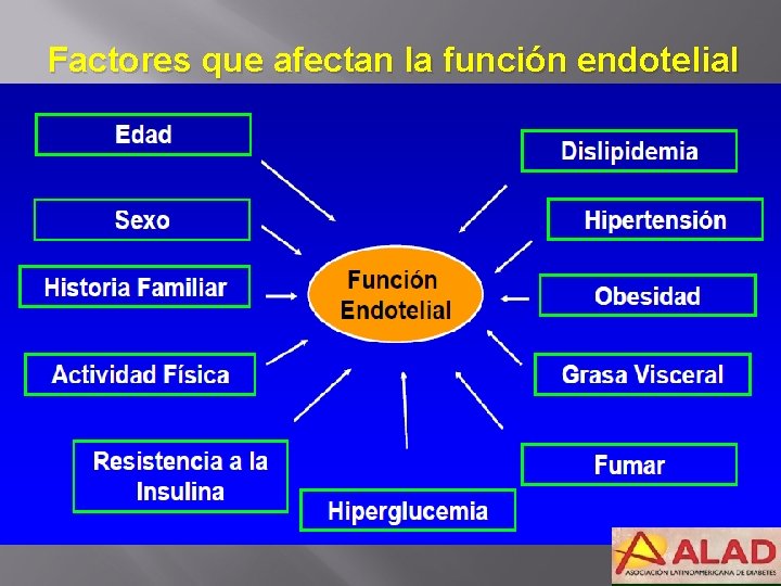 Factores que afectan la función endotelial 