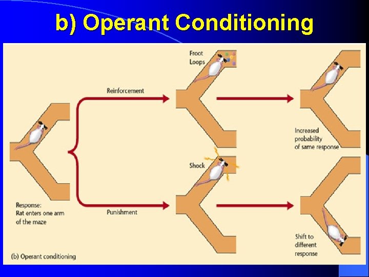 b) Operant Conditioning 