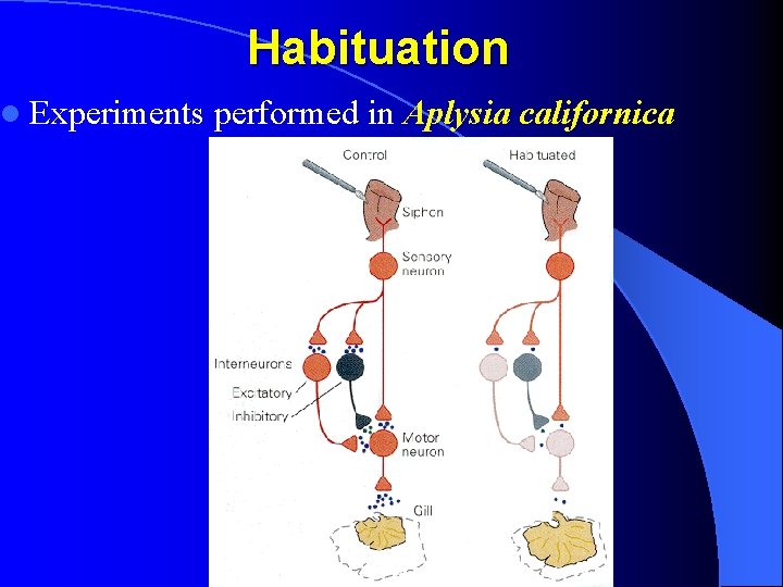 Habituation l Experiments performed in Aplysia californica 