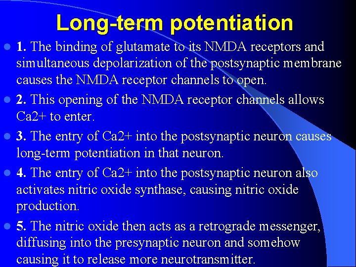 Long-term potentiation l l l 1. The binding of glutamate to its NMDA receptors