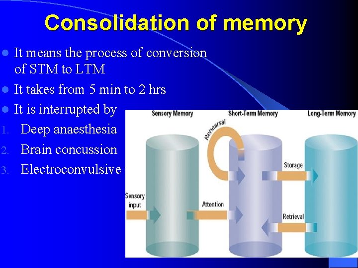 Consolidation of memory l l l 1. 2. 3. It means the process of