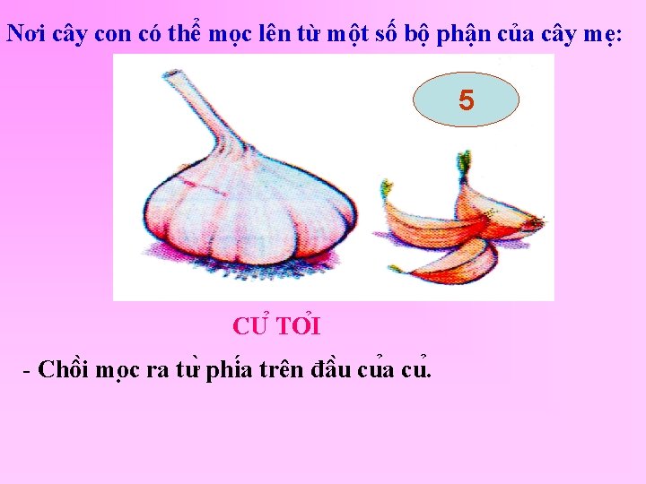 Nơi cây con có thể mọc lên từ một số bộ phận của cây