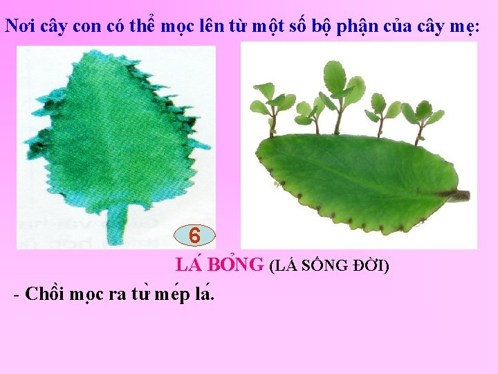 Nơi cây con có thể mọc lên từ một số bộ phận của cây