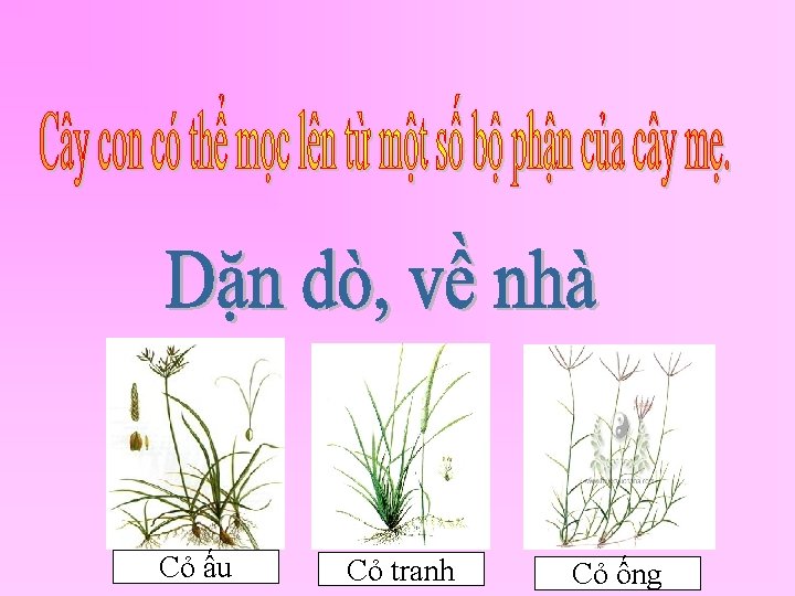 Cỏ ấu Cỏ tranh Cỏ ống 