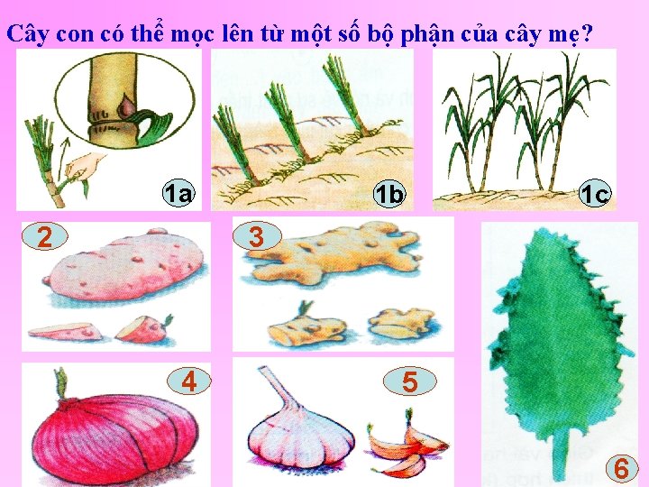 Cây con có thể mọc lên từ một số bộ phận của cây mẹ?