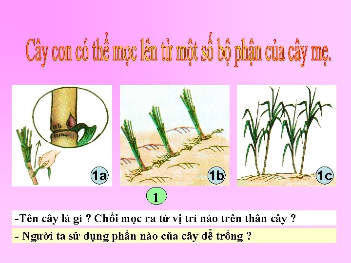 1 a 1 b 1 -Tên cây là gì ? Chồi mọc ra từ