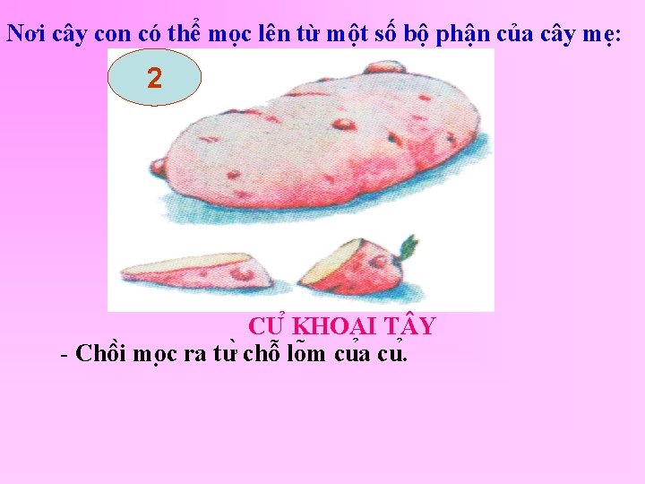 Nơi cây con có thể mọc lên từ một số bộ phận của cây