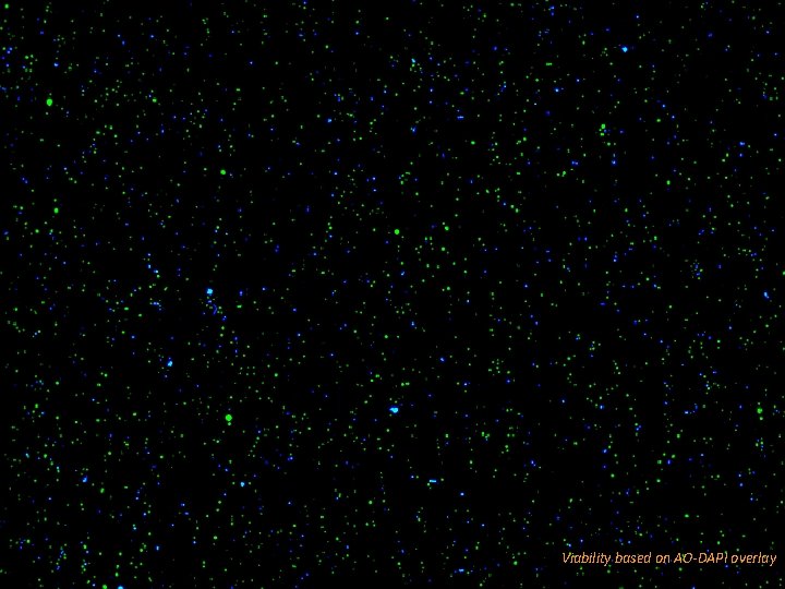 Viability = 73. 5 % Viability based on AO-DAPI overlay Viability = 73. 5 % Viability based on AO-DAPI overlay