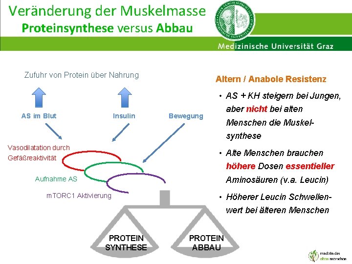 Veränderung der Muskelmasse Proteinsynthese versus Abbau Zufuhr von Protein über Nahrung AS im Blut