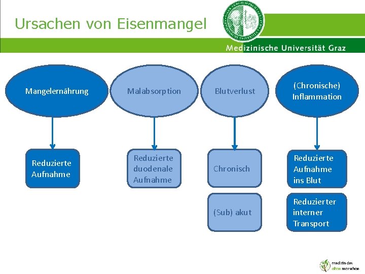 Ursachen von Eisenmangel Mangelernährung Reduzierte Aufnahme Malabsorption Reduzierte duodenale Aufnahme Blutverlust (Chronische) Inflammation Chronisch