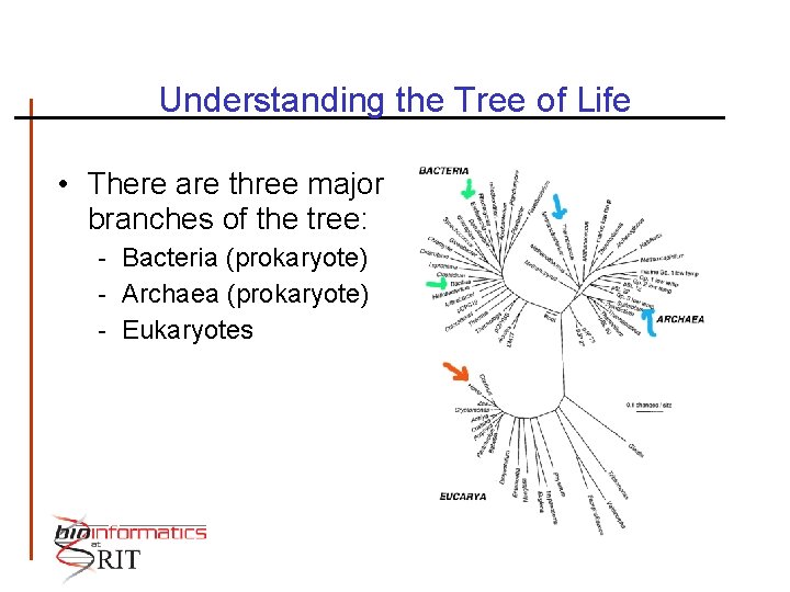 Understanding the Tree of Life • There are three major branches of the tree: