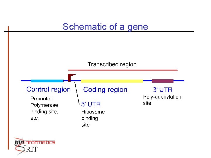 Schematic of a gene 