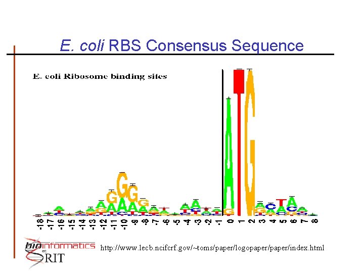 E. coli RBS Consensus Sequence http: //www. lecb. ncifcrf. gov/~toms/paper/logopaper/index. html 