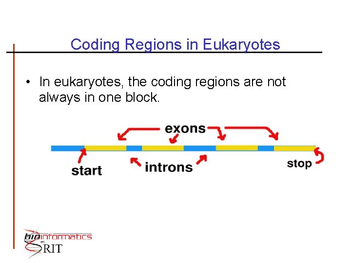 Coding Regions in Eukaryotes • In eukaryotes, the coding regions are not always in