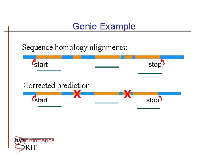 Genie Example Sequence homology alignments: Corrected prediction: 