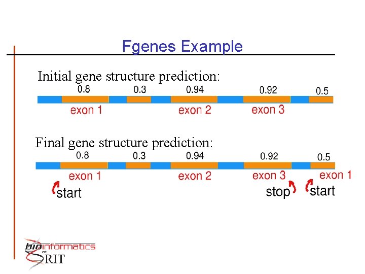 Fgenes Example Initial gene structure prediction: Final gene structure prediction: 