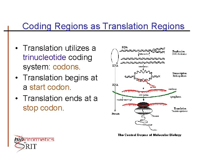 Coding Regions as Translation Regions • Translation utilizes a trinucleotide coding system: codons. •