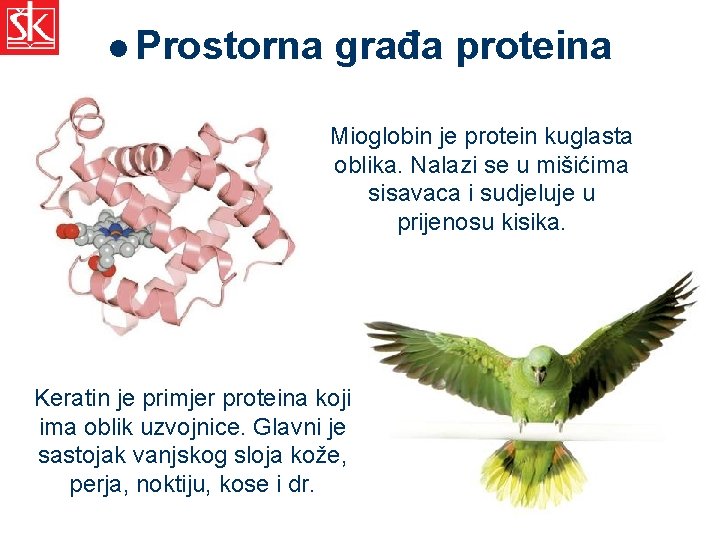 l Prostorna građa proteina Mioglobin je protein kuglasta oblika. Nalazi se u mišićima sisavaca