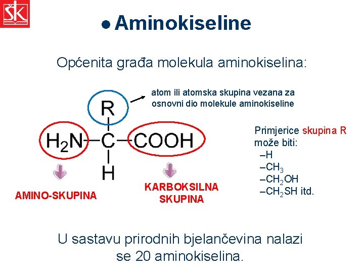 l Aminokiseline Općenita građa molekula aminokiselina: atom ili atomska skupina vezana za osnovni dio