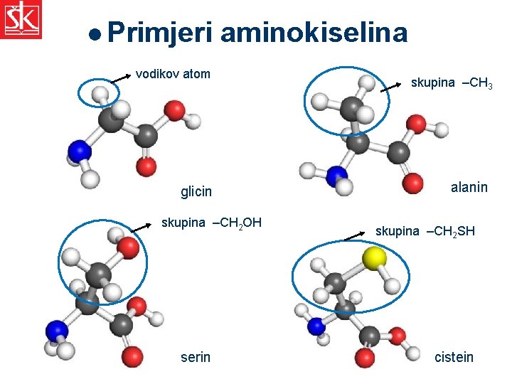 l Primjeri aminokiselina vodikov atom glicin skupina –CH 2 OH serin skupina –CH 3