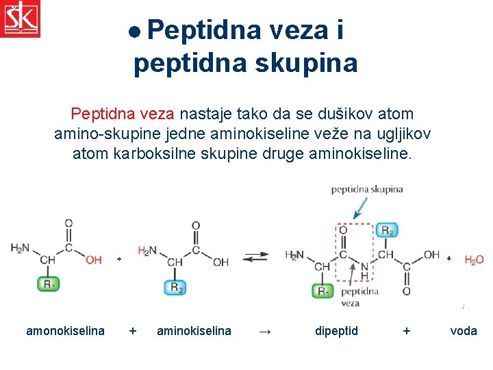 l Peptidna veza i peptidna skupina Peptidna veza nastaje tako da se dušikov atom