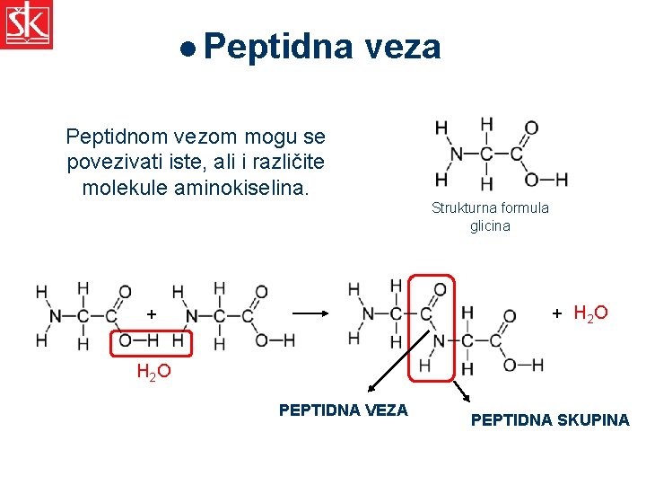 l Peptidna veza Peptidnom vezom mogu se povezivati iste, ali i različite molekule aminokiselina.