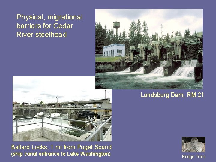 Physical, migrational barriers for Cedar River steelhead Landsburg Dam, RM 21 Ballard Locks, 1