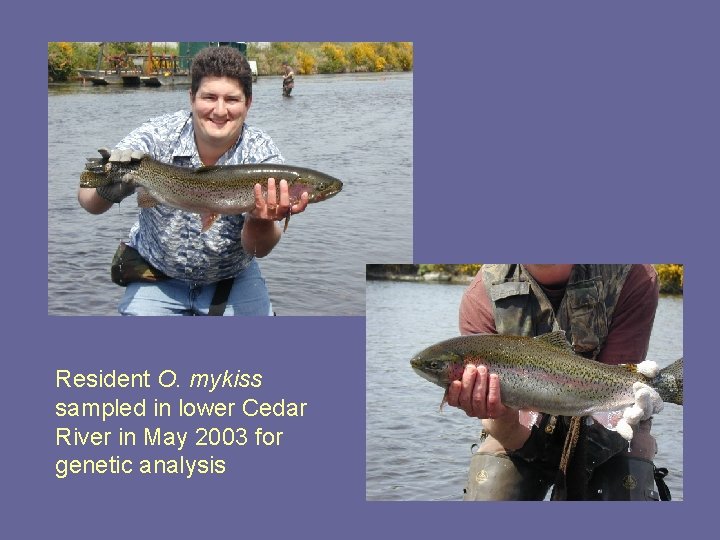 Resident O. mykiss sampled in lower Cedar River in May 2003 for genetic analysis