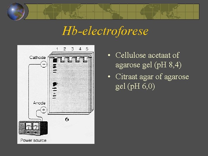 Hb-electroforese • Cellulose acetaat of agarose gel (p. H 8, 4) • Citraat agar