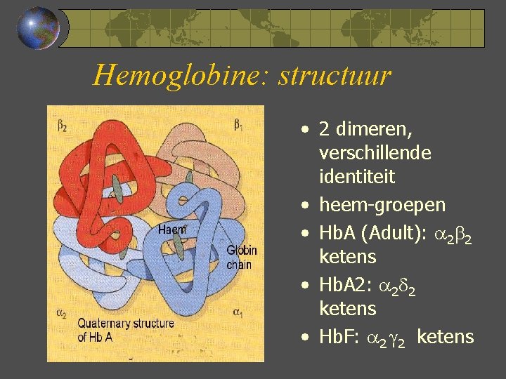 Hemoglobine: structuur • 2 dimeren, verschillende identiteit • heem-groepen • Hb. A (Adult): 2