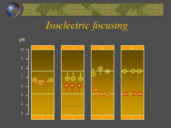 Isoelectric focusing p. H 10 - - 9 5 + - + + +