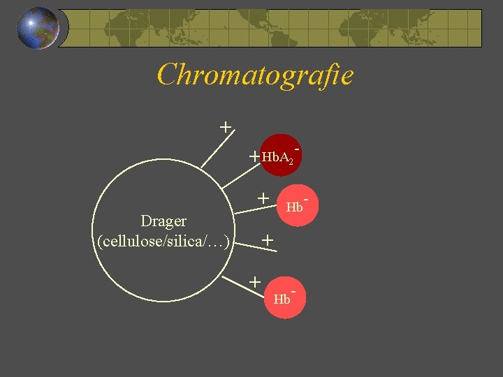 Chromatografie + + Hb. A 2 + Drager (cellulose/silica/…) - Hb + + Hb