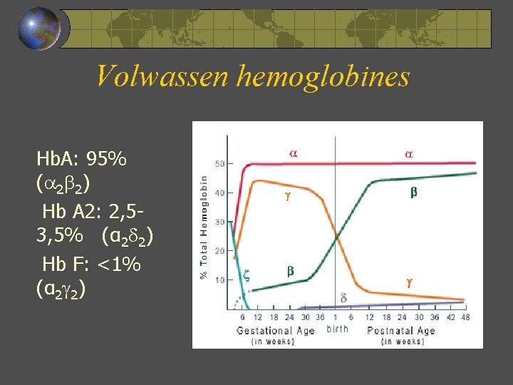 Volwassen hemoglobines Hb. A: 95% ( 2 2) Hb A 2: 2, 53, 5%